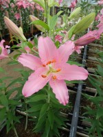 [4216 Barrage No02.JPG]